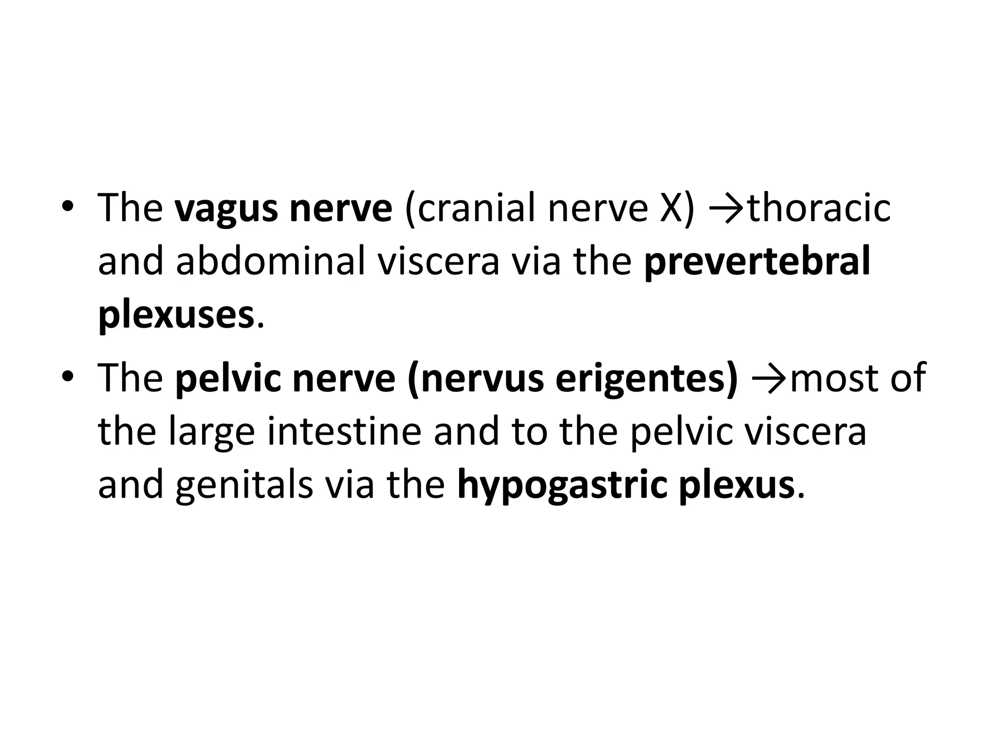 • The vagus nerve (cranial nerve X) →thoracic
  and abdominal viscera via the prevertebral
  plexuses.
• The pelvic nerve (nervus erigentes) →most of
  the large intestine and to the pelvic viscera
  and genitals via the hypogastric plexus.
 