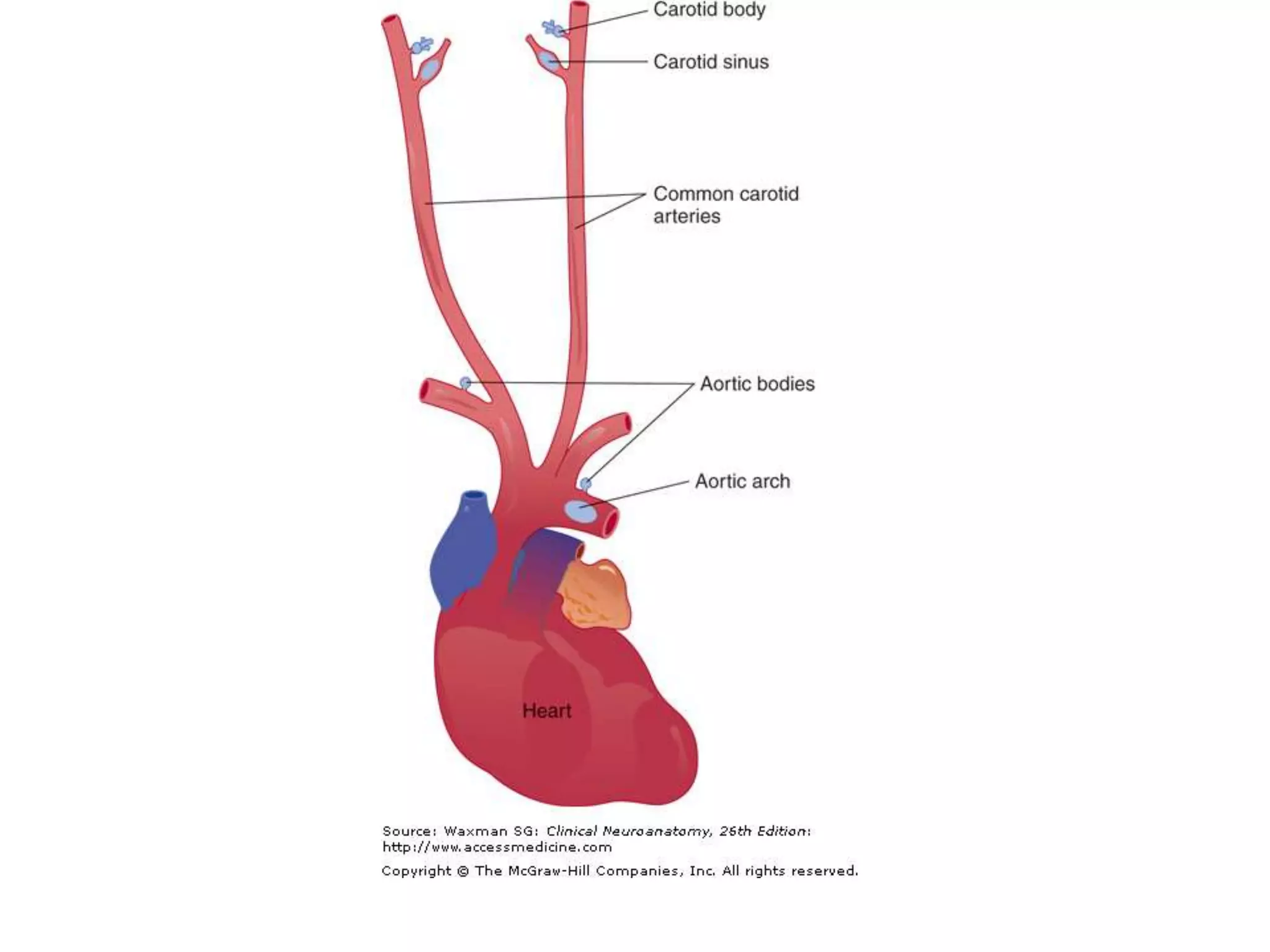 Autonomic nervous system by DR.ARSHAD