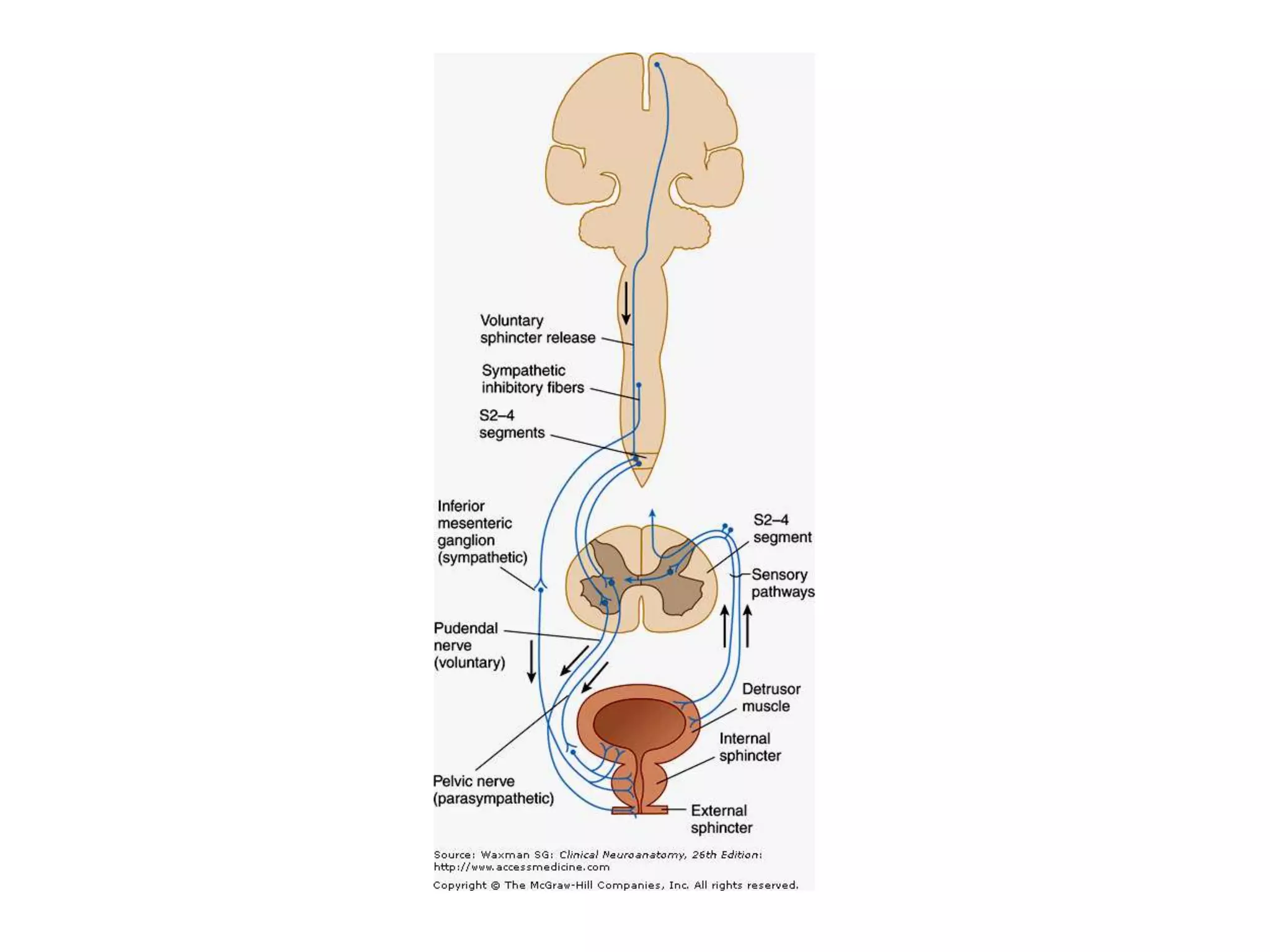 Autonomic nervous system by DR.ARSHAD