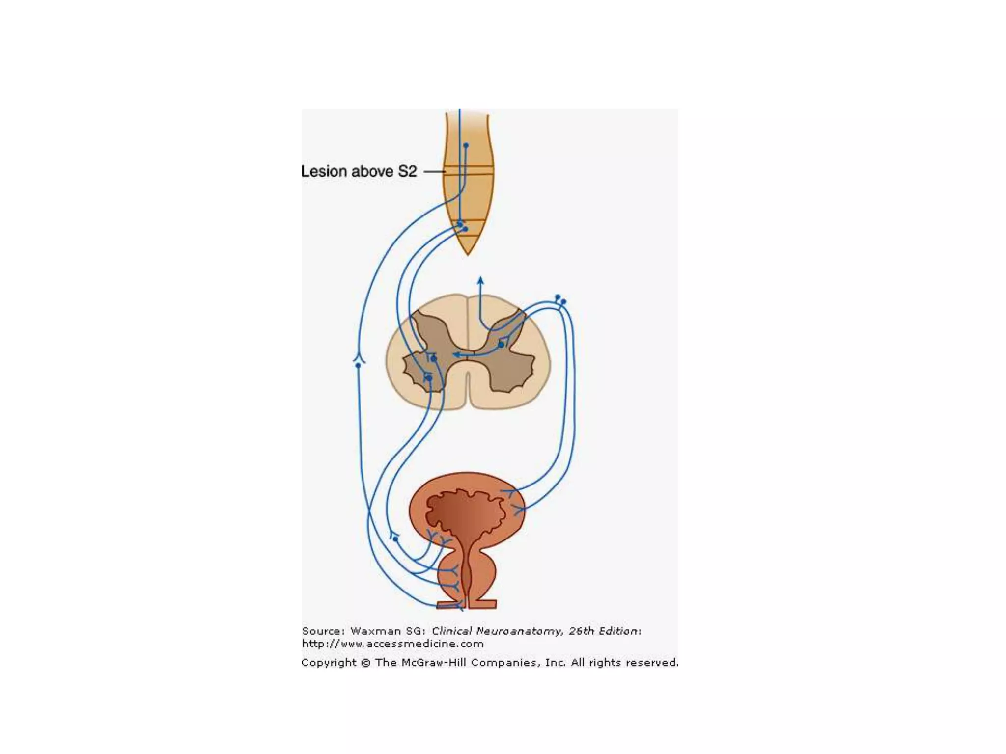 Autonomic nervous system by DR.ARSHAD