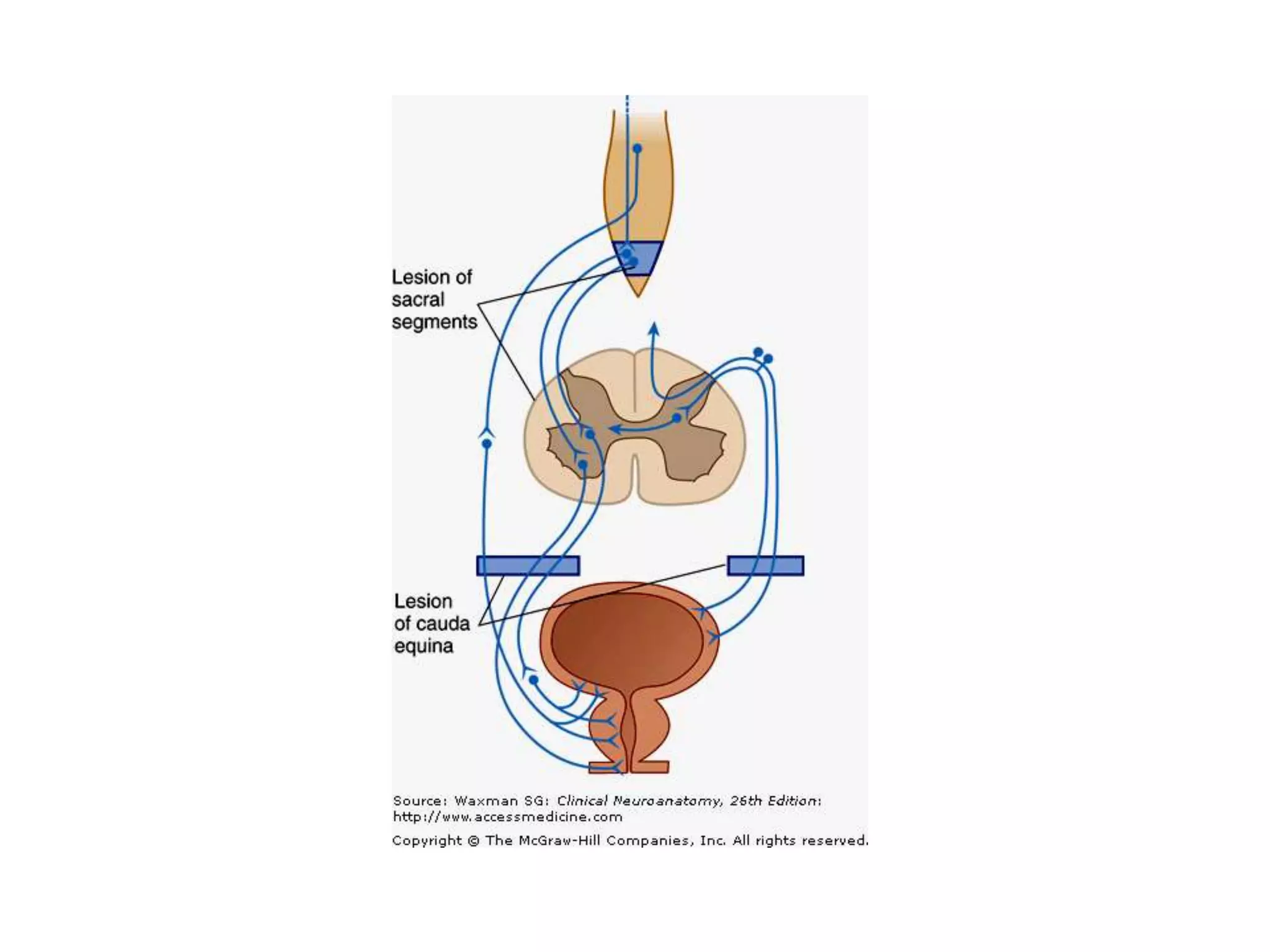 Autonomic nervous system by DR.ARSHAD