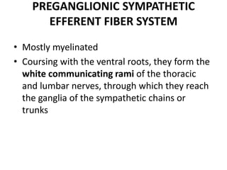 PREGANGLIONIC SYMPATHETIC
       EFFERENT FIBER SYSTEM
• Mostly myelinated
• Coursing with the ventral roots, they form the
  white communicating rami of the thoracic
  and lumbar nerves, through which they reach
  the ganglia of the sympathetic chains or
  trunks
 