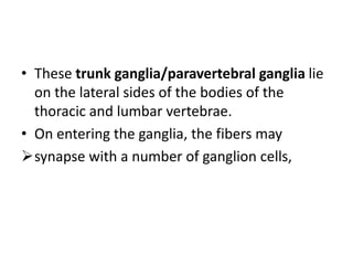 • These trunk ganglia/paravertebral ganglia lie
  on the lateral sides of the bodies of the
  thoracic and lumbar vertebrae.
• On entering the ganglia, the fibers may
synapse with a number of ganglion cells,
 