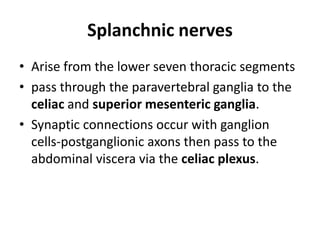 Splanchnic nerves
• Arise from the lower seven thoracic segments
• pass through the paravertebral ganglia to the
  celiac and superior mesenteric ganglia.
• Synaptic connections occur with ganglion
  cells-postganglionic axons then pass to the
  abdominal viscera via the celiac plexus.
 