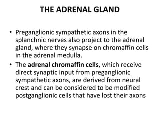 THE ADRENAL GLAND

• Preganglionic sympathetic axons in the
  splanchnic nerves also project to the adrenal
  gland, where they synapse on chromaffin cells
  in the adrenal medulla.
• The adrenal chromaffin cells, which receive
  direct synaptic input from preganglionic
  sympathetic axons, are derived from neural
  crest and can be considered to be modified
  postganglionic cells that have lost their axons
 
