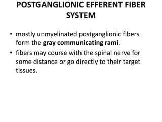 POSTGANGLIONIC EFFERENT FIBER
            SYSTEM
• mostly unmyelinated postganglionic fibers
  form the gray communicating rami.
• fibers may course with the spinal nerve for
  some distance or go directly to their target
  tissues.
 