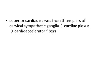 • superior cardiac nerves from three pairs of
  cervical sympathetic ganglia→ cardiac plexus
  → cardioaccelerator fibers
 