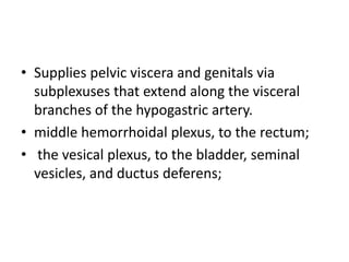 • Supplies pelvic viscera and genitals via
  subplexuses that extend along the visceral
  branches of the hypogastric artery.
• middle hemorrhoidal plexus, to the rectum;
• the vesical plexus, to the bladder, seminal
  vesicles, and ductus deferens;
 