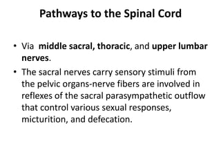 Pathways to the Spinal Cord

• Via middle sacral, thoracic, and upper lumbar
  nerves.
• The sacral nerves carry sensory stimuli from
  the pelvic organs-nerve fibers are involved in
  reflexes of the sacral parasympathetic outflow
  that control various sexual responses,
  micturition, and defecation.
 