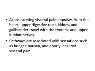 • Axons carrying visceral pain impulses from the
  heart, upper digestive tract, kidney, and
  gallbladder travel with the thoracic and upper
  lumbar nerves.
• Pathways are associated with sensations such
  as hunger, nausea, and poorly localized
  visceral pain
 