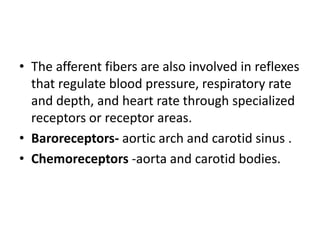 • The afferent fibers are also involved in reflexes
  that regulate blood pressure, respiratory rate
  and depth, and heart rate through specialized
  receptors or receptor areas.
• Baroreceptors- aortic arch and carotid sinus .
• Chemoreceptors -aorta and carotid bodies.
 