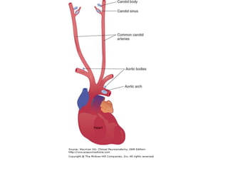 Autonomic nervous system by DR.ARSHAD