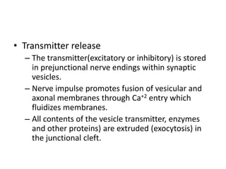 • Transmitter release
  – The transmitter(excitatory or inhibitory) is stored
    in prejunctional nerve endings within synaptic
    vesicles.
  – Nerve impulse promotes fusion of vesicular and
    axonal membranes through Ca+2 entry which
    fluidizes membranes.
  – All contents of the vesicle transmitter, enzymes
    and other proteins) are extruded (exocytosis) in
    the junctional cleft.
 