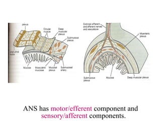 ANS has  motor/efferent  component and  sensory/afferent  components. 