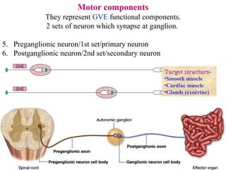 Motor   components They represent  GVE  functional components. 2 sets of neuron which synapse at ganglion.  Preganglionic neuron/1st set/primary neuron Postganglionic neuron/2nd set/secondary neuron Target structure- Smooth muscle Cardiac muscle Glands (exocrine) GVE GVE 