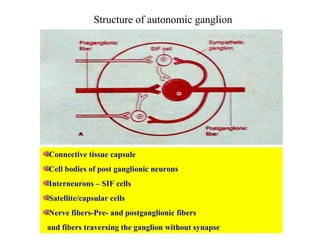 Structure of autonomic ganglion Connective tissue capsule Cell bodies of post ganglionic neurons Interneurons – SIF cells Satellite/capsular cells Nerve fibers-Pre- and postganglionic fibers and fibers traversing the ganglion without synapse 
