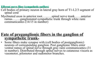 Efferent nerve fiber (sympathetic outflow) Cell bodies of primary neuron in lateral gray horn of T1-L2/3 segment of spinal cord Myelinated axon in anterior root………spinal nerve trunk……anterior ramus……..ganglionated sympathetic trunk through white rami communicantes (14/15 in number) Fate of preganglionic fibers in the ganglion of sympathetic trunk- Some fibers make synapse with (cell bodies of postganglionic) neurons of corresponding ganglion. Post ganglionic fibers enter ventral ramus of spinal nerve through gray rami communicantes (31 in number). Distributed through spinal nerves to cutaneous viscera as vasomotor, pilomotor and sudomotor branches.  