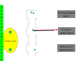 T1-L2/3  spinal nerve Cervical Spinal  nerve Below L2/3 Spinal nerve 1 Subsidiary ganglia deep seated viscera 