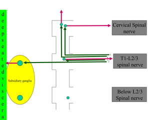 T1-L2/3  spinal nerve Cervical Spinal  nerve Below L2/3 Spinal nerve 1 2 4 3 Subsidiary ganglia deep seated viscera 