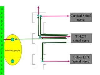 T1-L2/3  spinal nerve Cervical Spinal  nerve Below L2/3 Spinal nerve 1 2 3 4 5 Subsidiary ganglia deep seated viscera 