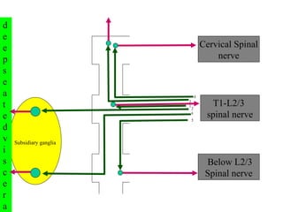 T1-L2/3  spinal nerve Cervical Spinal  nerve Below L2/3 Spinal nerve 1 2 3 4 6 5 Subsidiary ganglia deep seated viscera 
