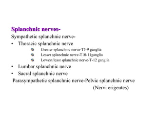 Splanchnic nerves- Sympathetic splanchnic nerve- Thoracic splanchnic nerve Greater splanchnic nerve-T5-9 ganglia Lesser splanchnic nerve-T10-11ganglia Lowest/least splanchnic nerve-T-12 ganglia Lumbar splanchnic nerve Sacral splanchnic nerve Parasympathetic splanchnic nerve-Pelvic splanchnic nerve (Nervi erigentes) 