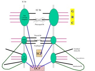 DCP SCP Sup Cervical Ganglion Middle Cervical Ganglion Inf Cervical Ganglion EC Br Pharyngeal Br IC Br Vertebral Artery Br Subclavian Br Thyroid Br Tracheal Br Esophageal Br Ansa subclavia G R C 