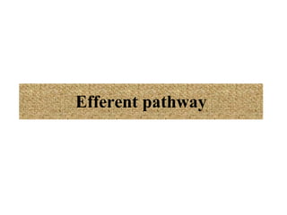 Efferent pathway 
