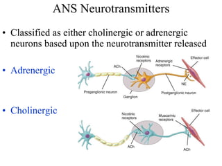 ANS Neurotransmitters Classified as either cholinergic or adrenergic neurons based upon the neurotransmitter released Adrenergic Cholinergic 
