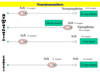 Ach Ach Ach Ach Ach Ach Epinephrine Norepinephrine Neurotransmitters Everywhere Adrenal medulla Sweat gland Everywhere Sympathetic Parasympathetic M   receptor N   receptor N   receptor N   receptor A>B   receptor B>A receptor M   receptor N   receptor 