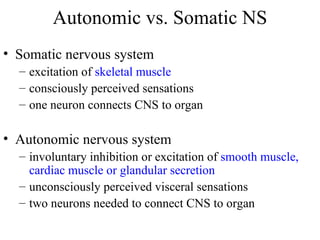 Autonomic vs. Somatic NS Somatic nervous system excitation of  skeletal muscle consciously perceived sensations one neuron connects CNS to organ Autonomic nervous system involuntary inhibition or excitation of  smooth muscle, cardiac muscle or glandular secretion  unconsciously perceived visceral sensations  two neurons needed to connect CNS to organ 