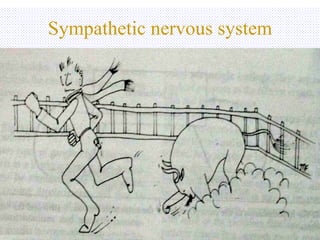 Sympathetic nervous system 