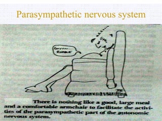 Parasympathetic nervous system 