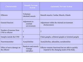 Effector remains functional but not able to quickly respond to the changing needs of the body. Paralysis and muscle wastage (atrophy) Effect of nerve damage on the effector Acetylcholine, adrenaline, noradrenaline Acetylcholine Neurotransmitter Chain ganglia, collateral ganglia or terminal ganglia 0 Ganglia outside the CNS 2 1 Number of neurons from CNS to effector Adjustment within the internal environment (homeostasis) Adjustment to external environment. General function Smooth muscle, Cardiac Muscle, Glands Voluntary (skeletal) muscle Effectors Autonomic Nervous System Somatic Nervous System Characteristic 