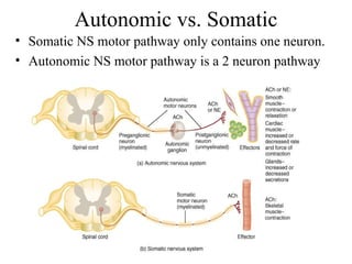 Autonomic vs. Somatic Somatic NS motor pathway only contains one neuron. Autonomic NS motor pathway is a 2 neuron pathway  
