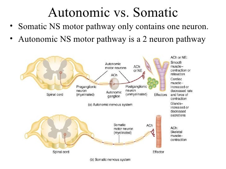 label the motor tracts of the somatic nervous system. label the motor tracts of the somatic nervous system.