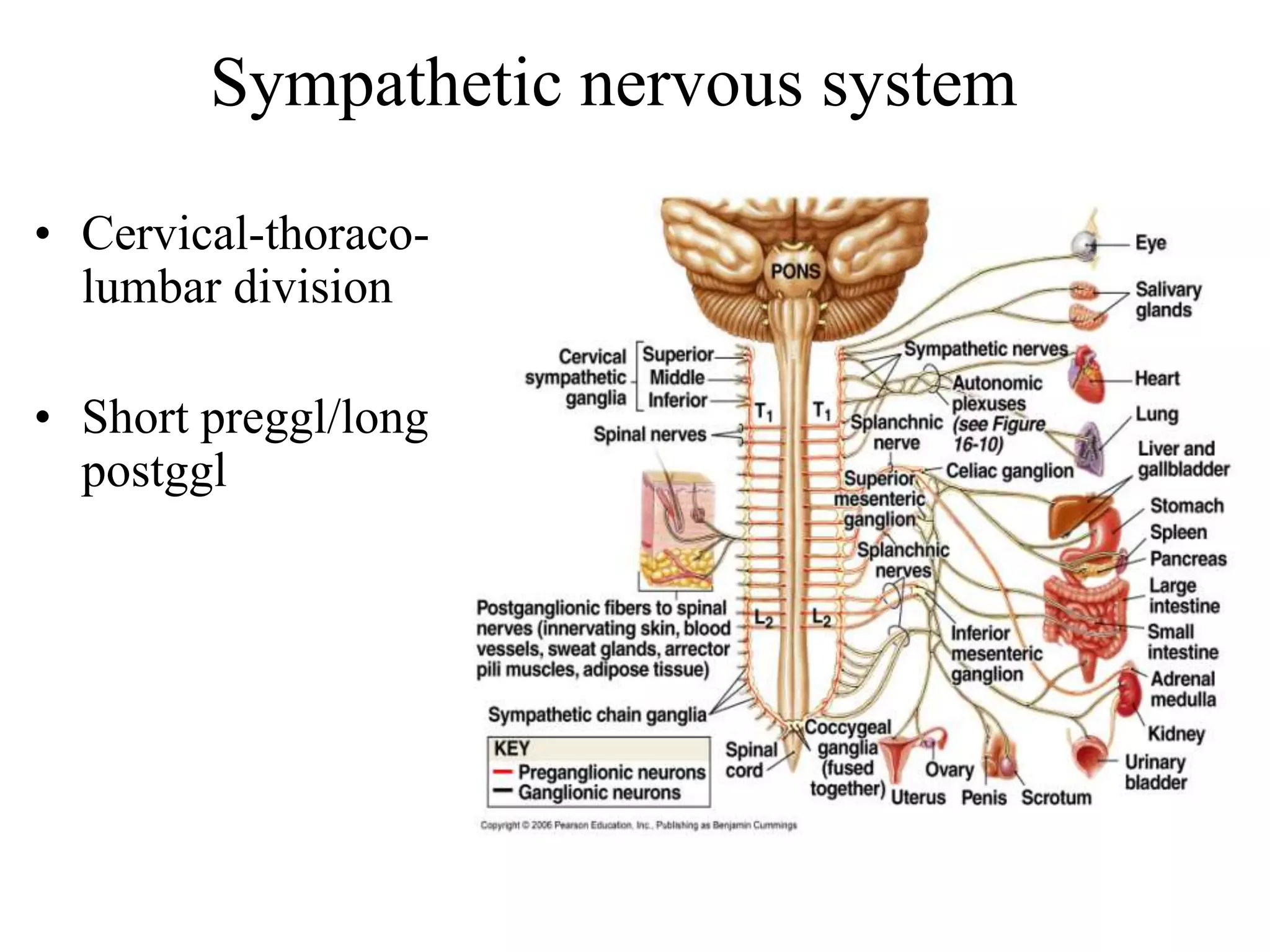 Sympathetic nervous system

• Cervical-thoraco-
  lumbar division

• Short preggl/long
  postggl
 