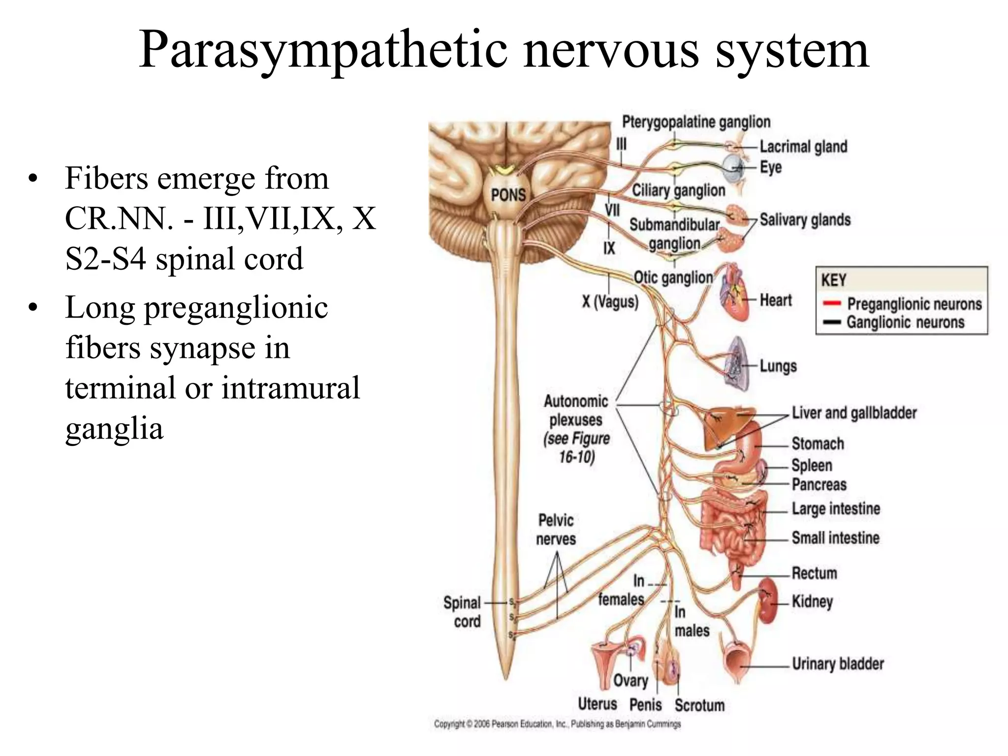 Parasympathetic nervous system

• Fibers emerge from
  CR.NN. - III,VII,IX, X
  S2-S4 spinal cord
• Long preganglionic
  fibers synapse in
  terminal or intramural
  ganglia
 