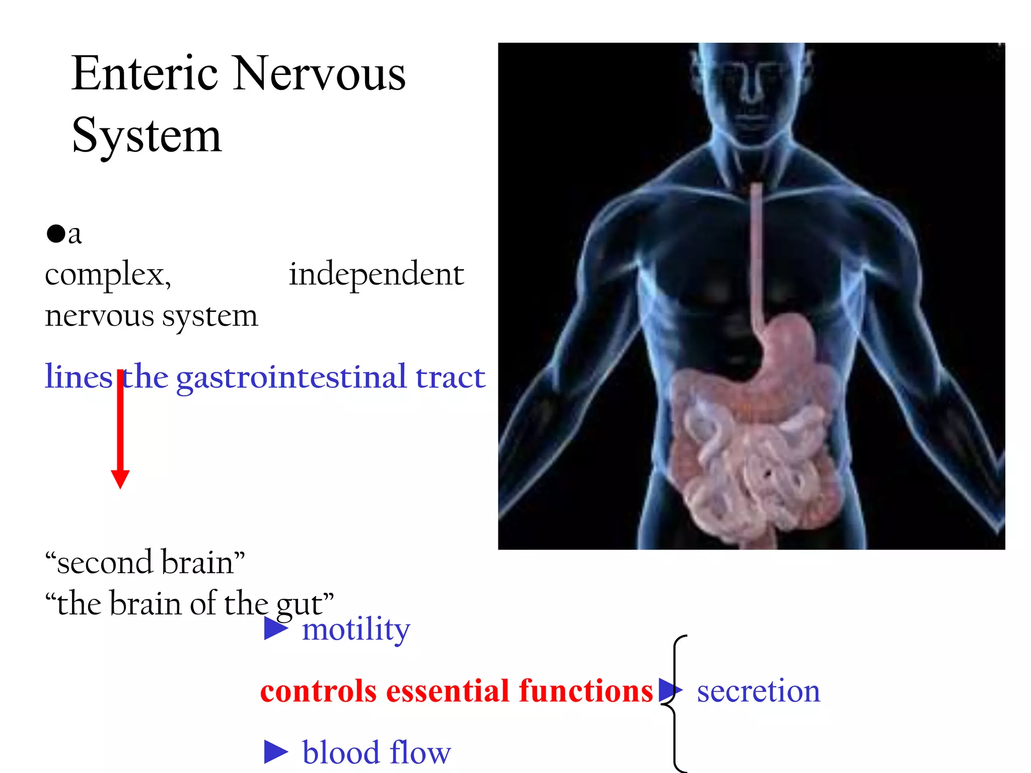 Enteric Nervous
 System
•a
complex,       independent
nervous system
lines the gastrointestinal tract




“second brain”
“the brain of the gut”
                ► motility
               controls essential functions► secretion
               ► blood flow
 