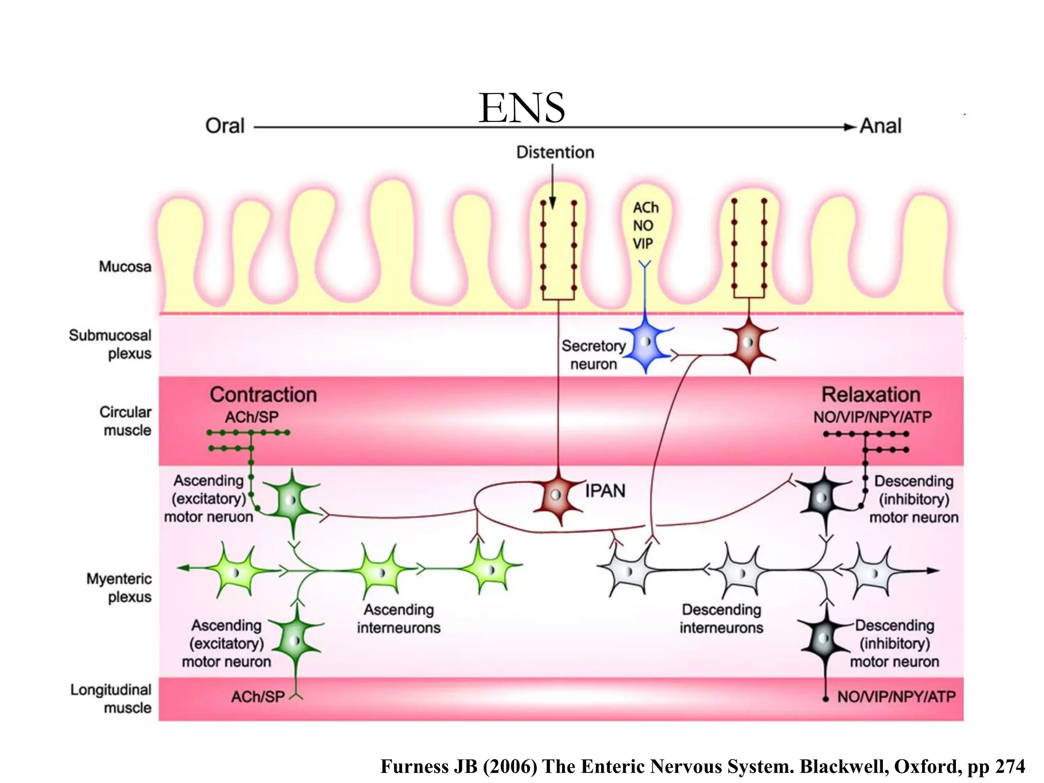 ENS




Furness JB (2006) The Enteric Nervous System. Blackwell, Oxford, pp 274
 