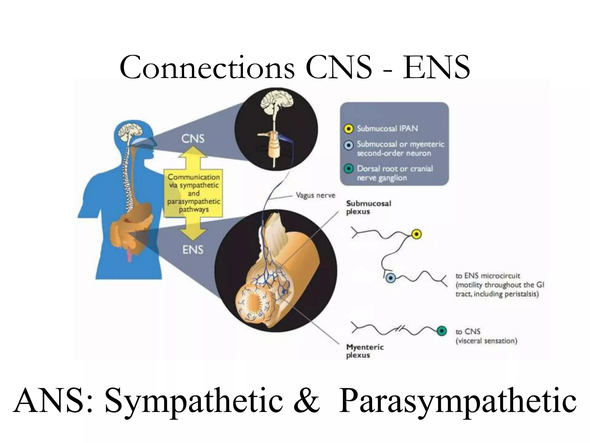 Connections CNS - ENS




ANS: Sympathetic & Parasympathetic
 