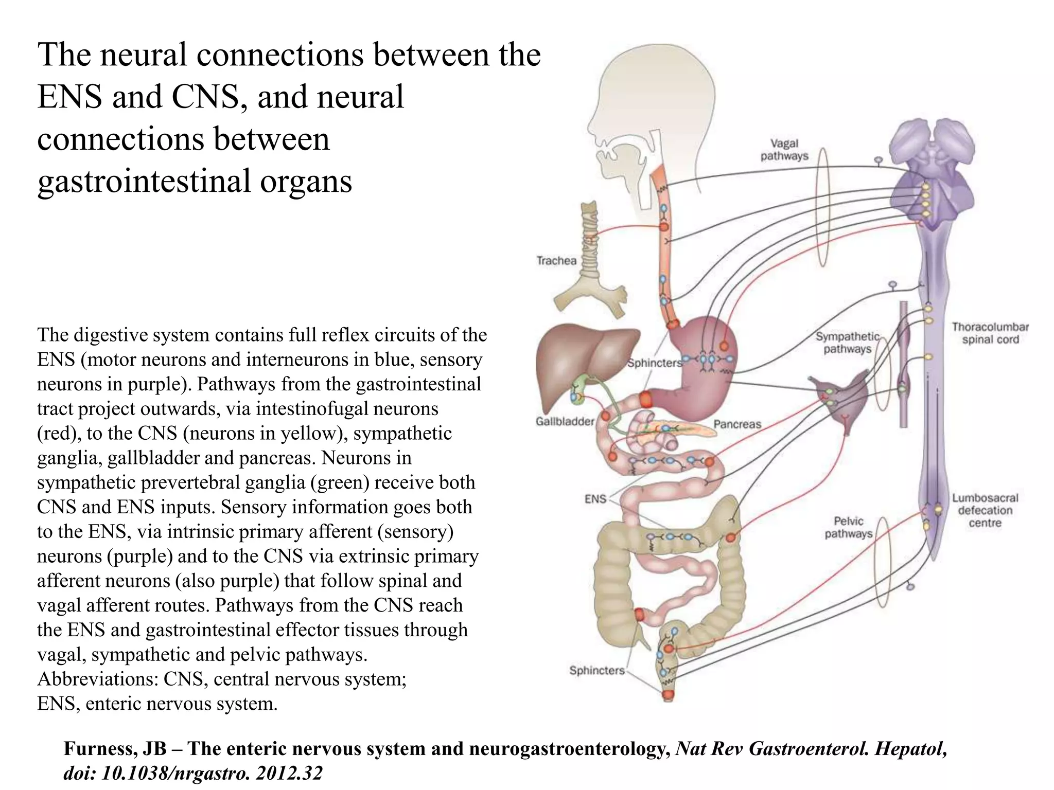 The neural connections between the
ENS and CNS, and neural
connections between
gastrointestinal organs



The digestive system contains full reflex circuits of the
ENS (motor neurons and interneurons in blue, sensory
neurons in purple). Pathways from the gastrointestinal
tract project outwards, via intestinofugal neurons
(red), to the CNS (neurons in yellow), sympathetic
ganglia, gallbladder and pancreas. Neurons in
sympathetic prevertebral ganglia (green) receive both
CNS and ENS inputs. Sensory information goes both
to the ENS, via intrinsic primary afferent (sensory)
neurons (purple) and to the CNS via extrinsic primary
afferent neurons (also purple) that follow spinal and
vagal afferent routes. Pathways from the CNS reach
the ENS and gastrointestinal effector tissues through
vagal, sympathetic and pelvic pathways.
Abbreviations: CNS, central nervous system;
ENS, enteric nervous system.

   Furness, JB – The enteric nervous system and neurogastroenterology, Nat Rev Gastroenterol. Hepatol,
   doi: 10.1038/nrgastro. 2012.32
 