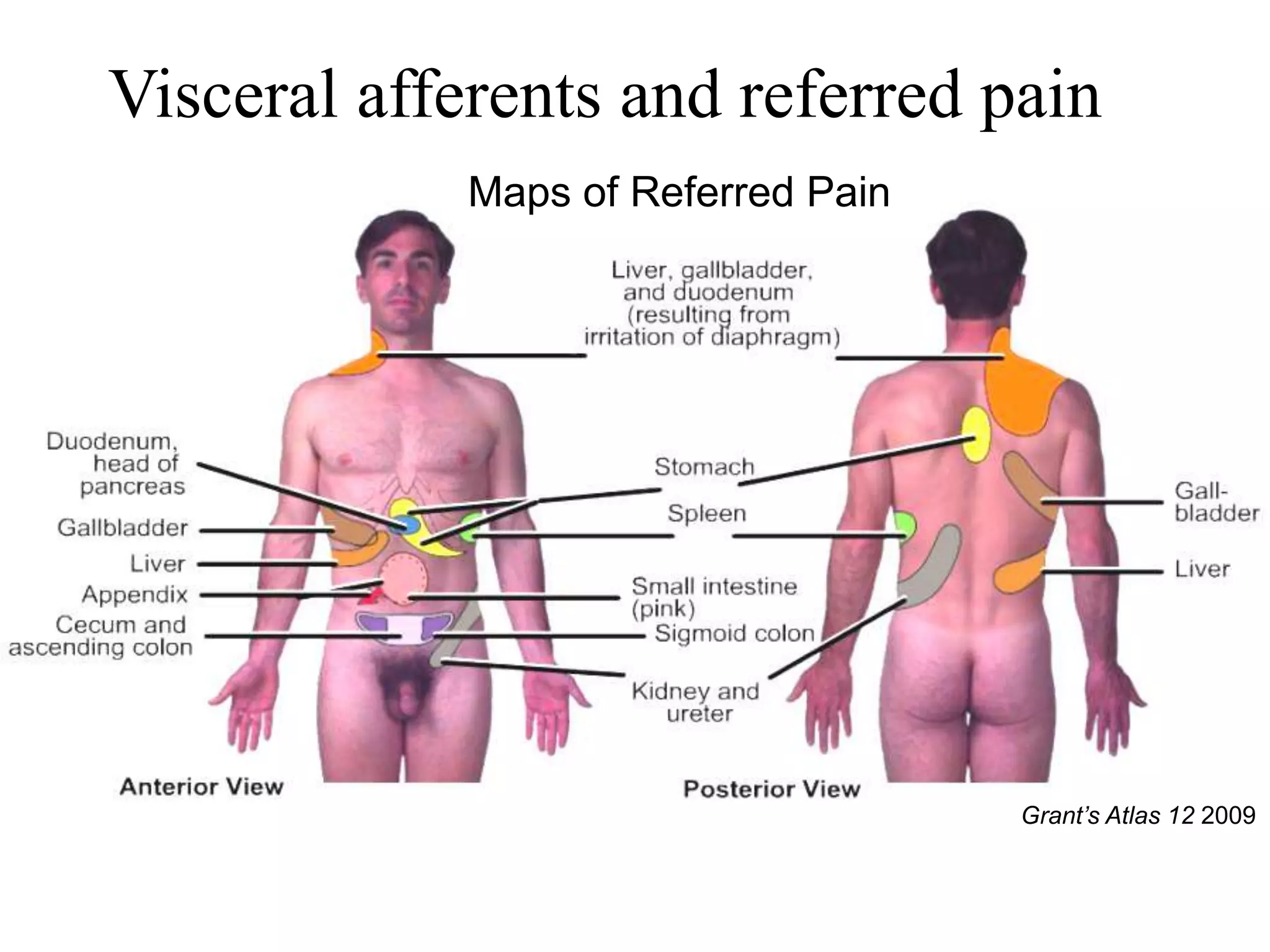 Visceral afferents and referred pain
             Maps of Referred Pain




                                     Grant’s Atlas 12 2009
 