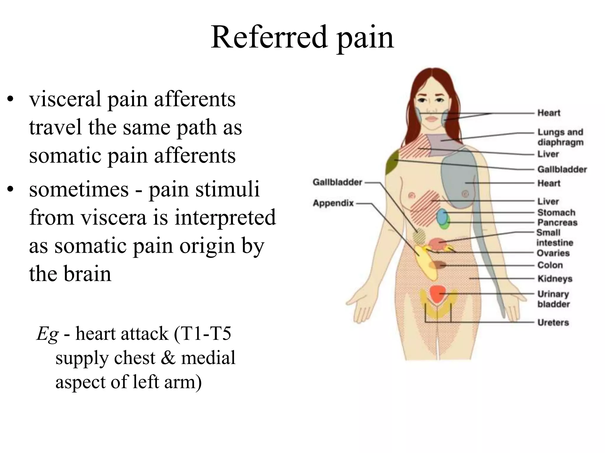 Referred pain
• visceral pain afferents
  travel the same path as
  somatic pain afferents
• sometimes - pain stimuli
  from viscera is interpreted
  as somatic pain origin by
  the brain

   Eg - heart attack (T1-T5
     supply chest & medial
     aspect of left arm)
 