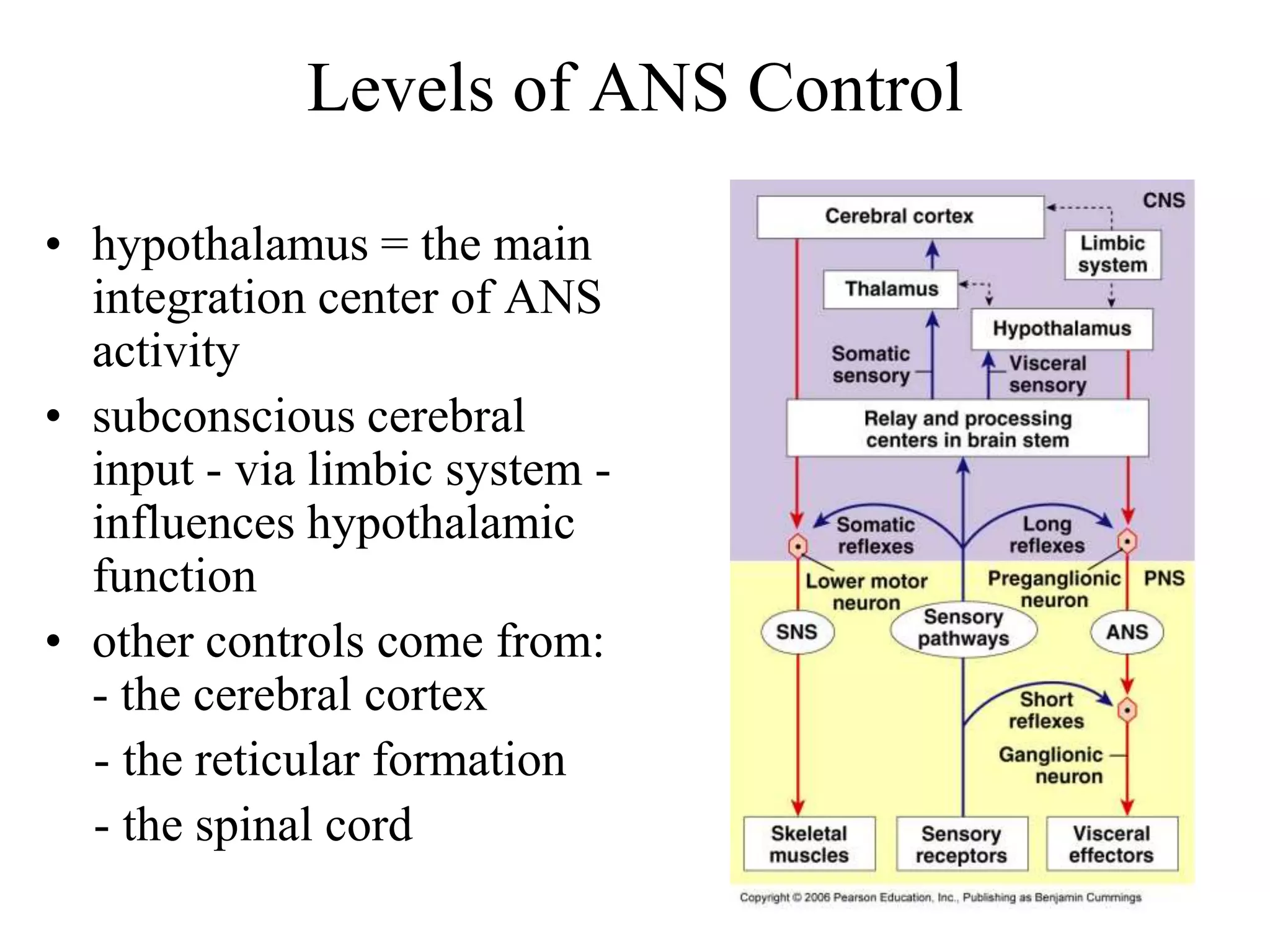 Levels of ANS Control

• hypothalamus = the main
  integration center of ANS
  activity
• subconscious cerebral
  input - via limbic system -
  influences hypothalamic
  function
• other controls come from:
  - the cerebral cortex
  - the reticular formation
  - the spinal cord
 