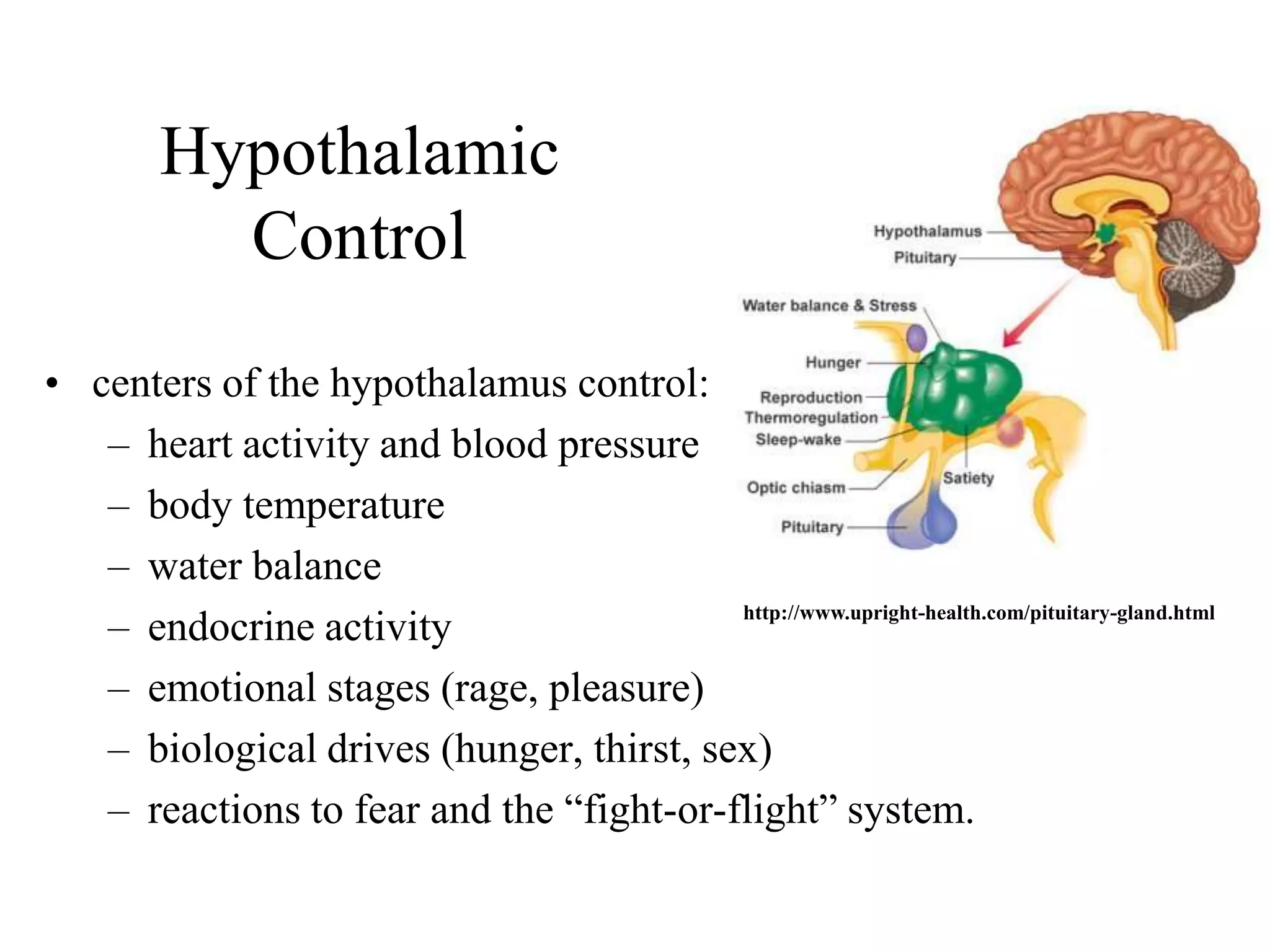 Hypothalamic
           Control
• centers of the hypothalamus control:
   – heart activity and blood pressure
   – body temperature
   – water balance
   – endocrine activity                   http://www.upright-health.com/pituitary-gland.html


   – emotional stages (rage, pleasure)
   – biological drives (hunger, thirst, sex)
   – reactions to fear and the “fight-or-flight” system.
 