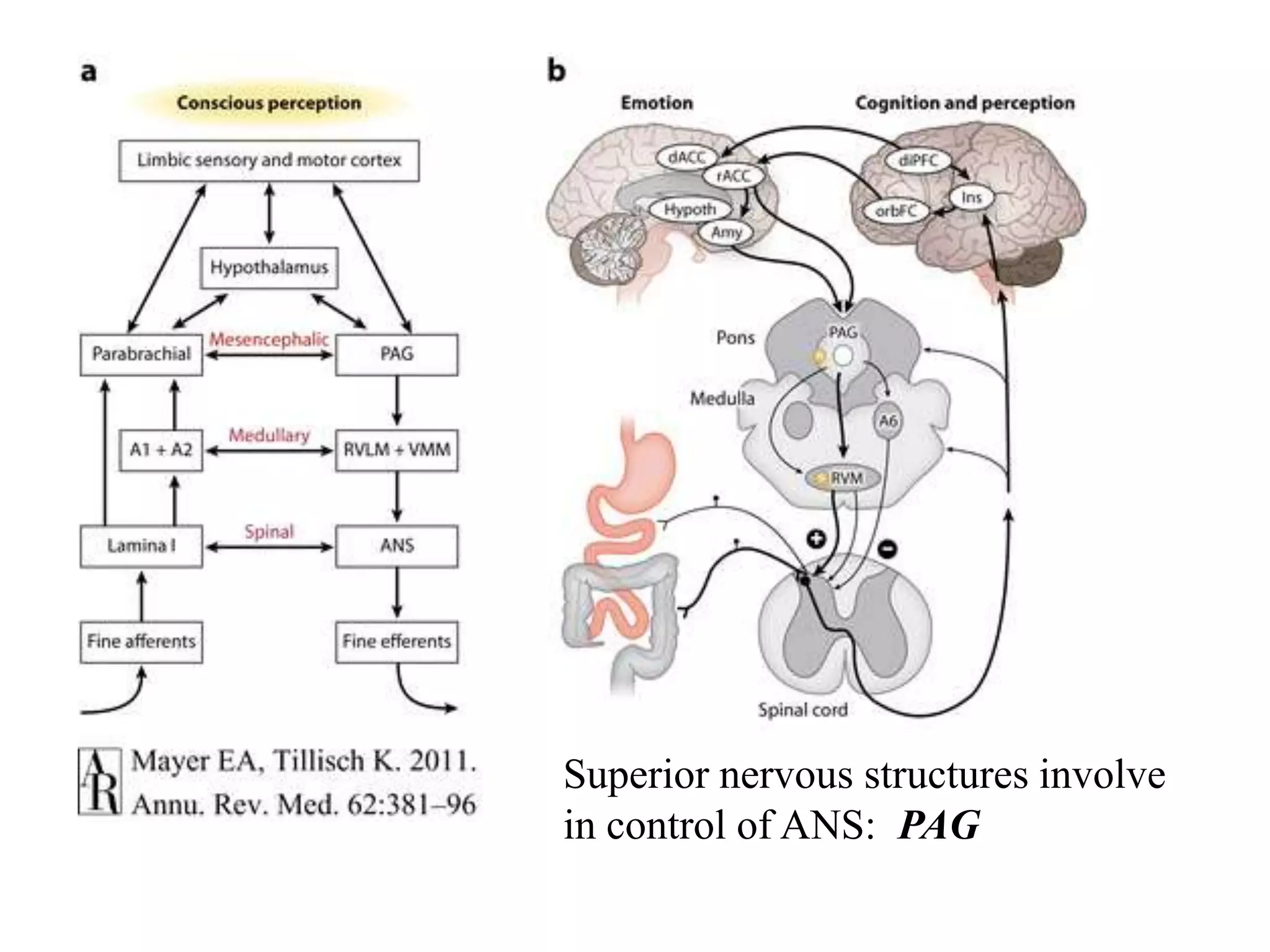 Superior nervous structures involve
in control of ANS: PAG
 