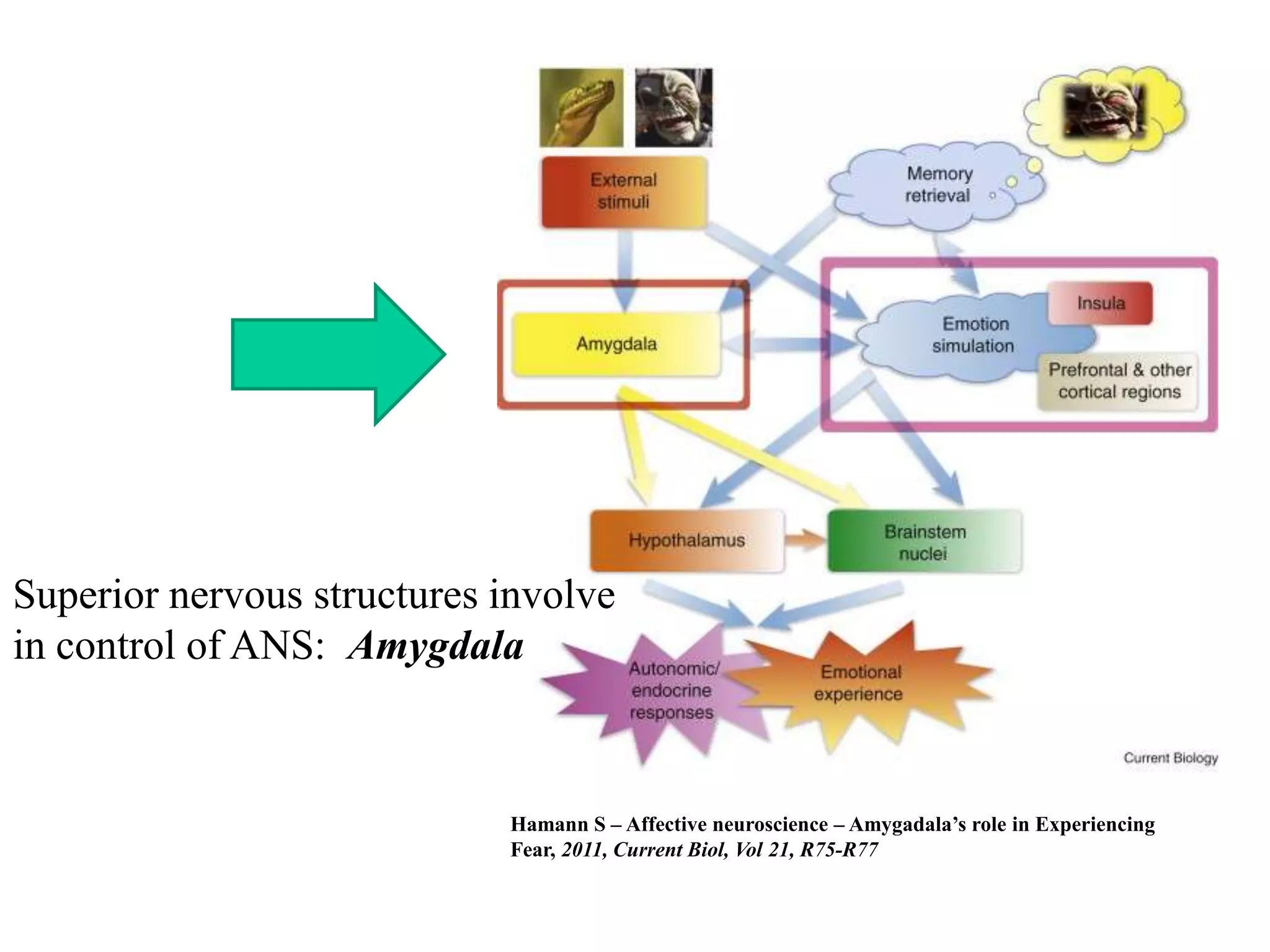 Superior nervous structures involve
in control of ANS: Amygdala



                            Hamann S – Affective neuroscience – Amygadala’s role in Experiencing
                            Fear, 2011, Current Biol, Vol 21, R75-R77
 