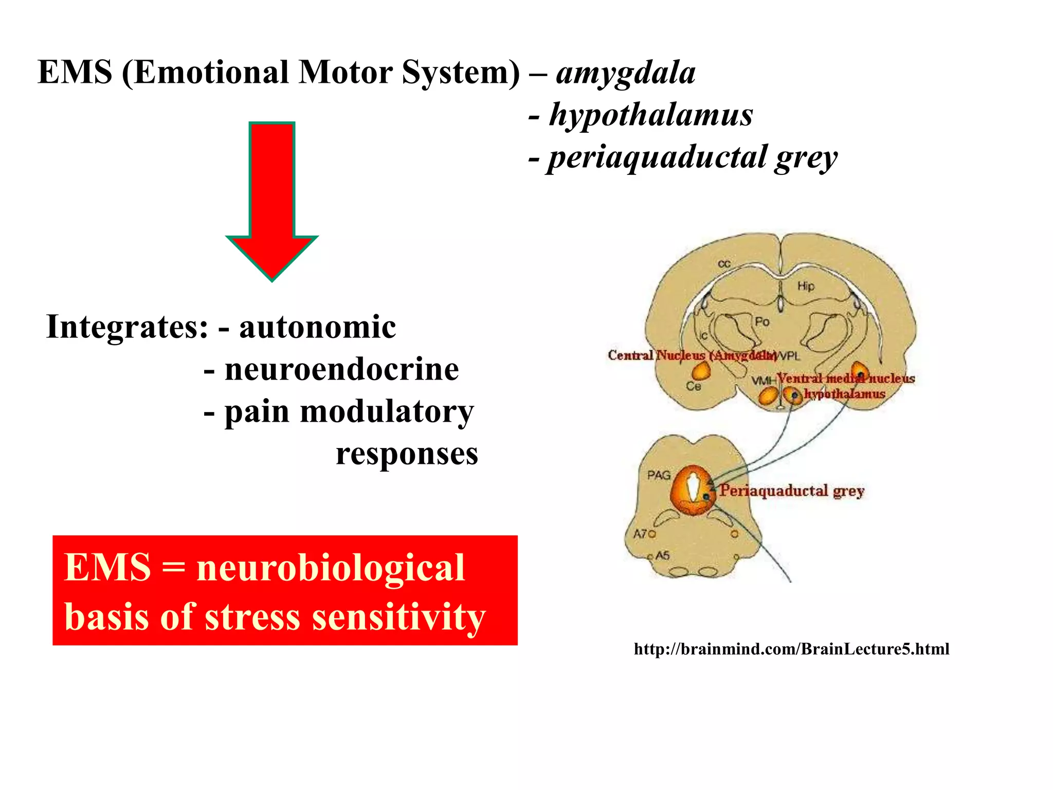 EMS (Emotional Motor System) – amygdala
                             - hypothalamus
                             - periaquaductal grey



Integrates: - autonomic
          - neuroendocrine
          - pain modulatory
                    responses


 EMS = neurobiological
 basis of stress sensitivity
                                     http://brainmind.com/BrainLecture5.html
 