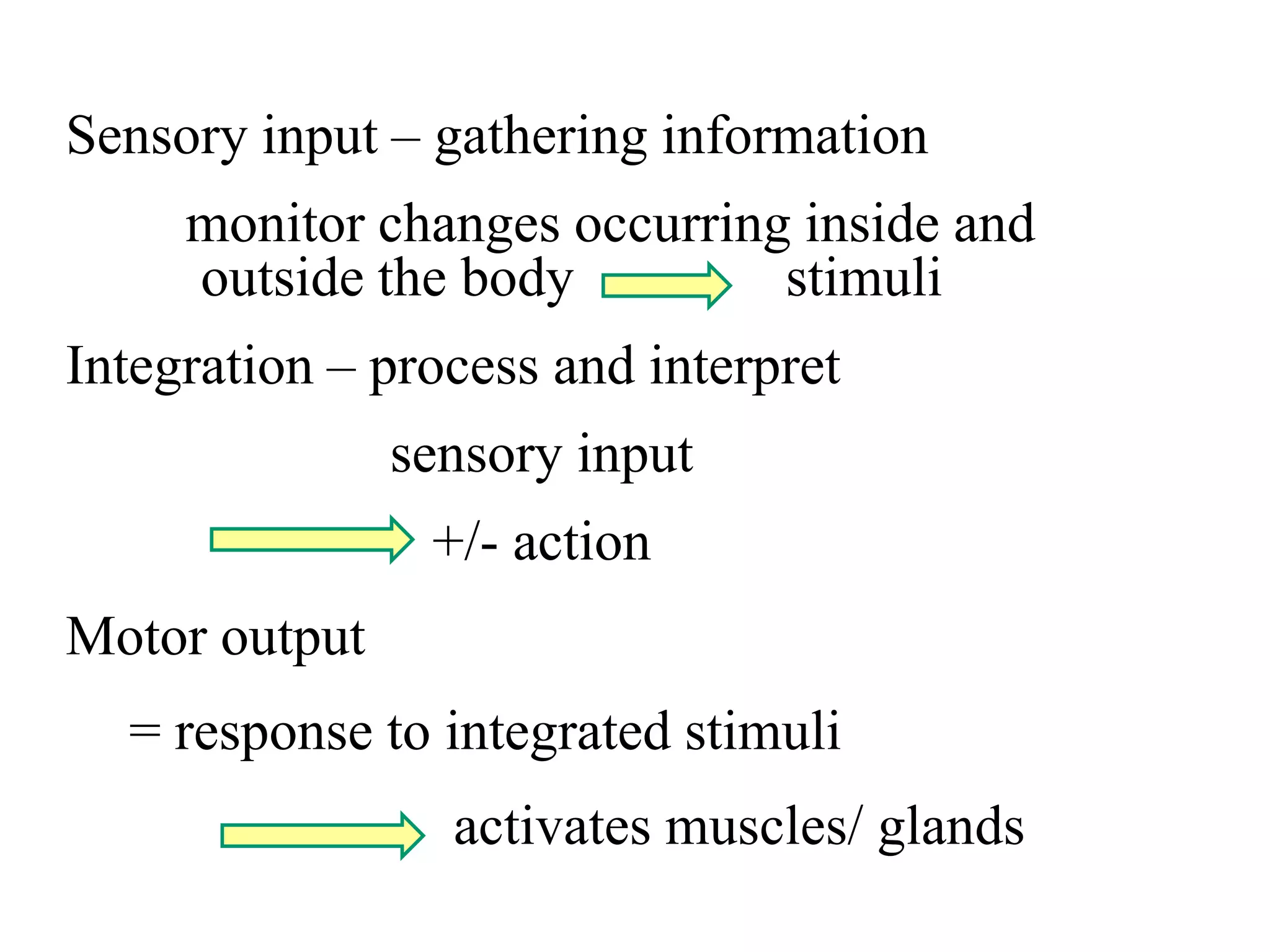 Sensory input – gathering information
     monitor changes occurring inside and
     outside the body         stimuli
Integration – process and interpret
               sensory input
                +/- action
Motor output
  = response to integrated stimuli
                 activates muscles/ glands
 
